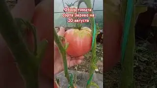 Обзор томата сорта Зарево за лето. 20 августа. #огород #помидоры #дача