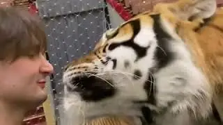 Запашный целуется с тигром.
