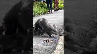 Menggemaskan!!! Induk Otter Mengajari Berenang #shorts