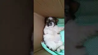Jessi cute - sleeping #shihtzu #shihtzupuppies