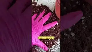 ГРУНТ ДЛЯ ФИКУСА ЛИРАТА