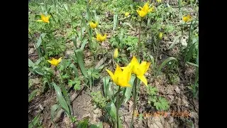 ЛЕСНЫЕ ЖЁЛТЫЕ ТЮЛЬПАНЫ 2018 ГОД