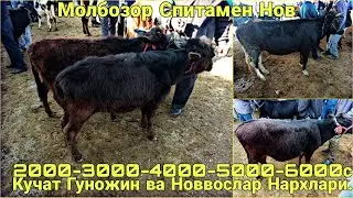 Молбозор Спитамен Нов.Кучат Гуножинлар Ва Новвослар Нархлари.Нархлар Паст.