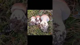 БЕЛЫЕ ГРИБЫ СОБИРАЕМ С ОДНОЙ ТОЧКИ ЧЕРЕЗ ДЕНЬ!