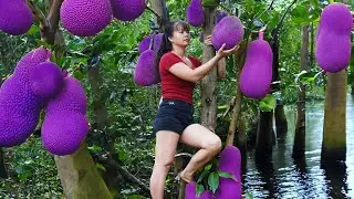 Harvesting Sapodilla Fruit goes to the market sell - Harvest jackfruit | New Free Bushcraft