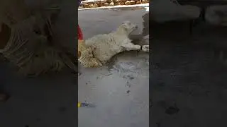 A woman slaughters a sheep