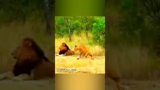 Львица выпрашивает у льва, но тот ведёт себя невероятно.