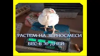 Вес бройлера в 30 дней. Зимний рецепт зерносмеси для бройлеров.. Как избавиться от обратной тяги.