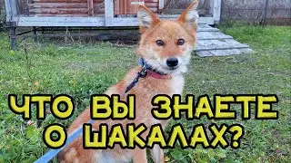 Удивительный гибрид шакала и собаки / Amazing jackal-dog hybrid.