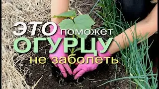 КАК УБЕРЕЧЬ ОГУРЦЫ ОТ БОЛЕЗНЕЙ и ПОЛУЧИТЬ ОТЛИЧНЫЙ УРОЖАЙ! Советы от ЗЕЛЕНОГО ОГОРОДА!