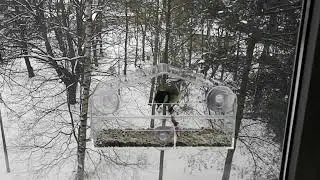 Тест-драйв прозрачной кормушки для синиц