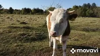 ДЕРЕВЕНСКАЯ ЖИЗНЬ !ВСЕ КАК У ВСЕХ-ЧЕРНЫЕ И БЕЛЫЕ ПОЛОСЫ ЕСТЬ ВСЕГДА!