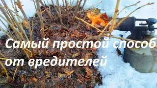 Смородина. Самый надежный способ защиты от вредителей