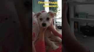 Собака кусака Баддингтон