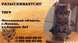 Пропал кот ! ТИГР , Московская область , г. Москва