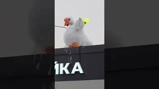 Злой Голубь атаковал 😅