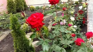 ЛАВАНДА и РОЗЫ / Яркие краски в саду