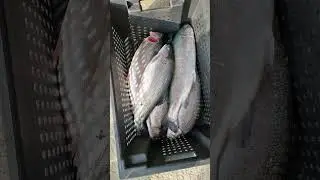 Откуда в Сочи массово вылавливаю форель? 