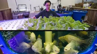 Ontario food bank harvesting fresh fish and greens indoors