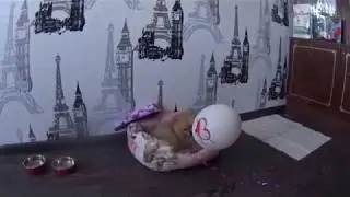 Шпиц. Завели собачку. Новый член семьи )))