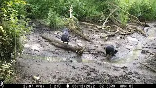 Kruk Corvus corax Raven - 12.06.2022 - Wielkopolski Park Narodowy