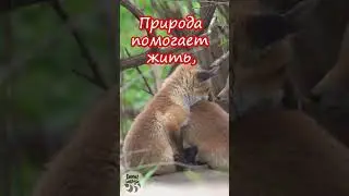 Доброе утро! Есть три незаменимых лекарства на земле
