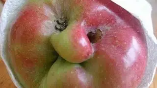 funny pictures collection