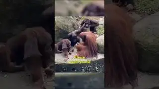 🦧Орангутаны Учатся Разламывать 🥥