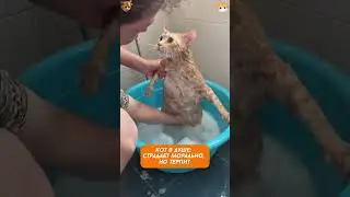 Мокрая драма: котики моются, как герои!