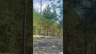 Даю ТОЧНЫЕ КООРДИНАТЫ грибных мест! Сказочная Карелия