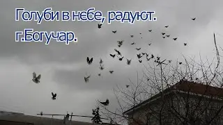 Голуби в небе радуют. г, Богучар.