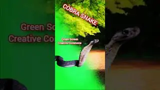 Snake green screen footage. Chromakey animation Cobra.