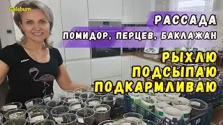 После этого РАССАДА ОКРЕПНЕТ И РАСТЁТ как на дрожжах / РАССАДУ вы не узнаете. 