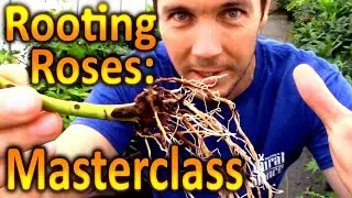 Multiply Your Plants for Free | Rooting Cuttings of Roses: A Plant Propagation Masterclass