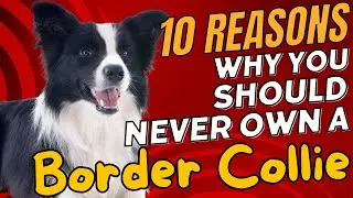 10 Reasons Why You Should NEVER Own a Border Collie