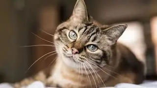 Why Do Cats Have Whiskers?