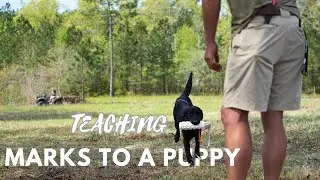 READY...SET...MARK - Training your Retriever Puppy for Marks (Video 11)