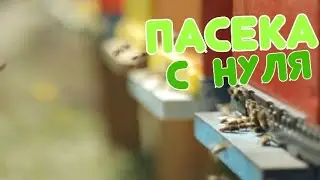 Пасека с нуля