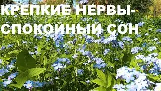 ОЗДОРОВЛЕНИЕ НЕРВНОЙ СИСТЕМЫ ПЕНИЕМ ПТИЦ.КРЕПКИЕ НЕРВЫ-СПОКОЙНЫЙ СОН.ПТИЦЫ НАШИ ЛЕКАРИ.