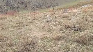Кабк Шикор , не забудьте подписаться на Канал