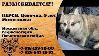 Пропала собака! ПЕРСИ. Девочка.9 лет.Мини-хаски. Московская обл, г. Красногорск