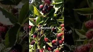 Ежевика Вождь Джозеф
