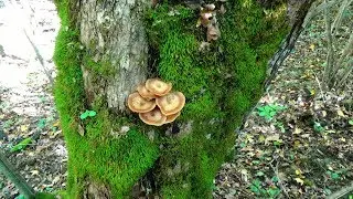 В лес за опятами октябрь 2018, Горячий ключ Краснодарский край🌳🌲🌿🍀🍄🍁🍂