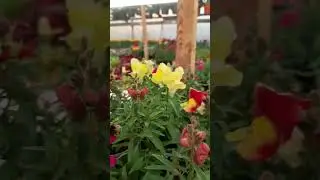 Главный садовник, смотреть до конца🌴