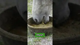 ASMR Horse Eating 😌