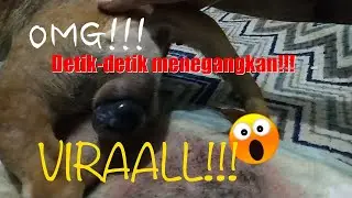 Amazing!! My dog gave Birth!!!