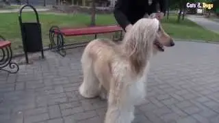 Cats&DogsTV - УДИВИТЕЛЬНЫЙ МИР СОБАК - АФГАНСКАЯ БОРЗАЯ / AFGHAN HOUND