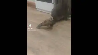 Сокол пустельга отжимает у котейки еду 🤣🤣🤣