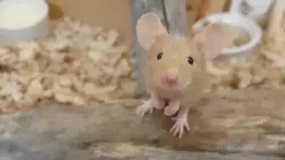 Velcro Mice