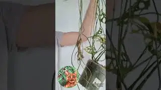 Monstera Obliqua Peru